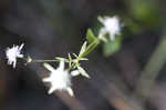 Blueflower eryngo